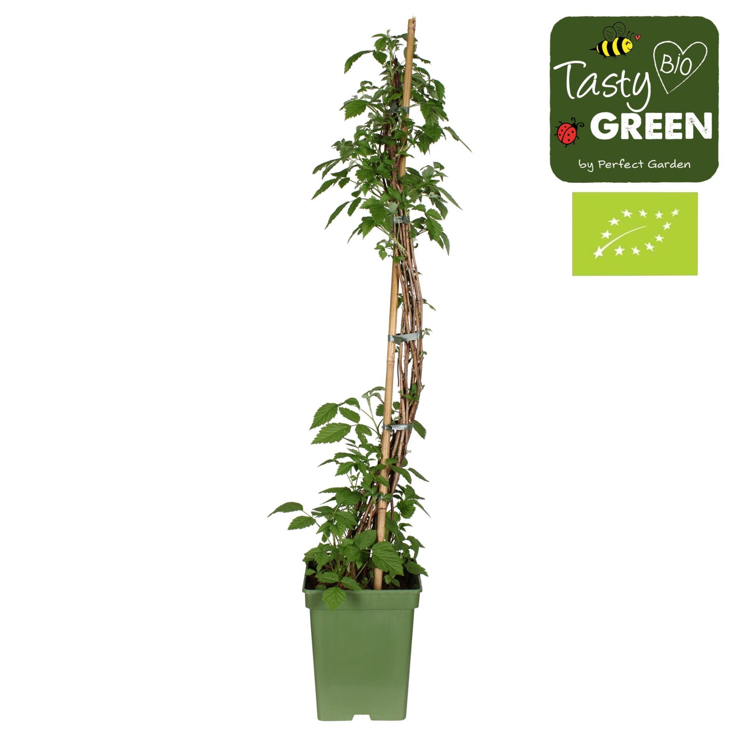 توت انتاج مرتين Twotimer® 'Sugana Red'® Bio P23