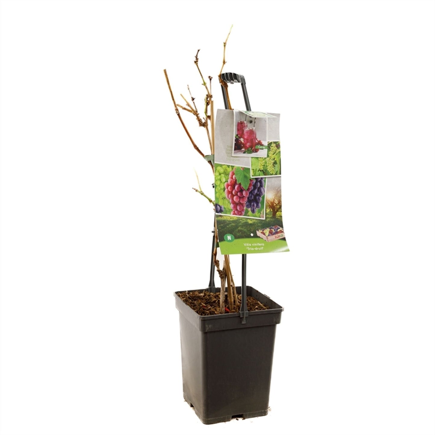 عنب ثلاث الوان Trio druif - draagbeugel 3 planten 1 pot