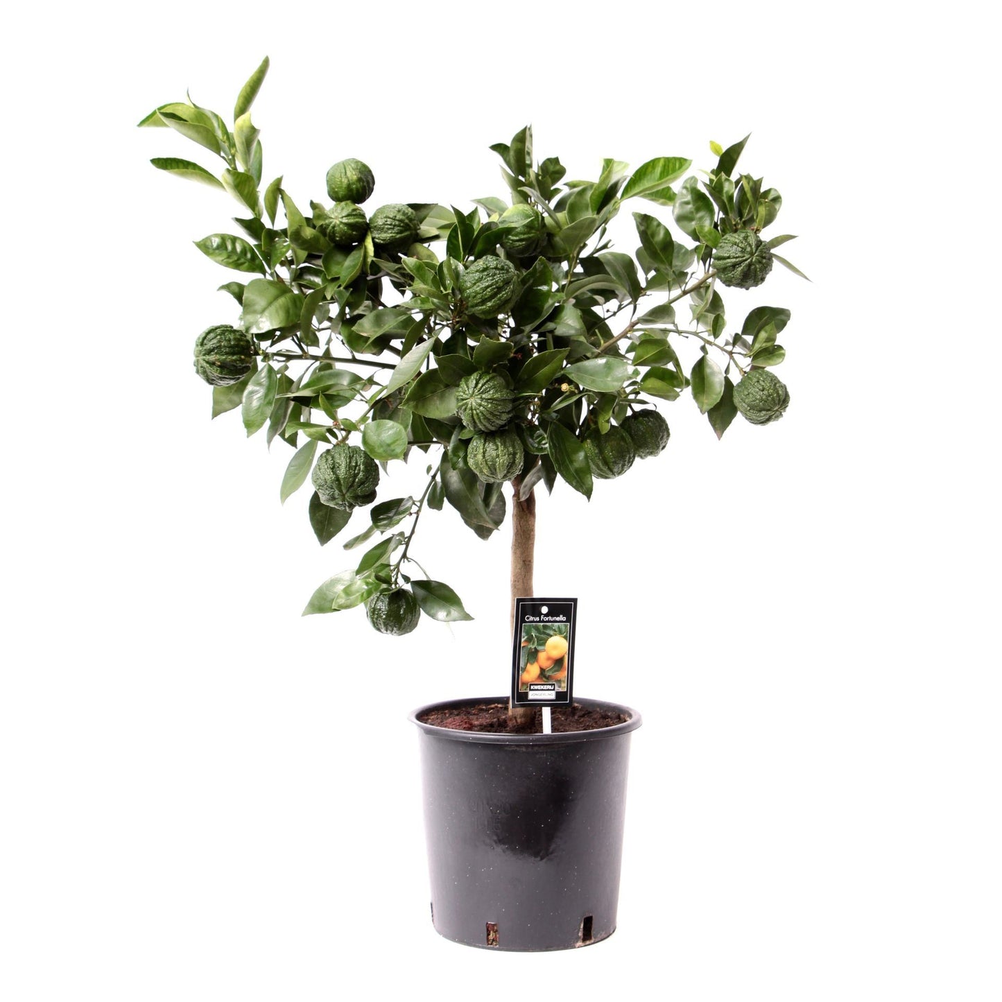 برتقال مجعد