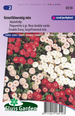 African Daisy large flowered mix