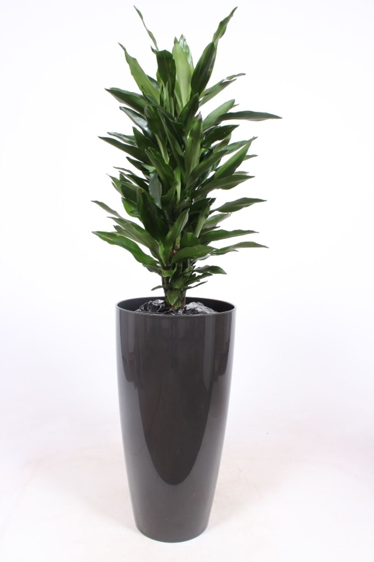 dracaena janet lind Dracaena Janet Lind in Santorini 33cm دراسينا جانيت ليند – GreenHydrokw