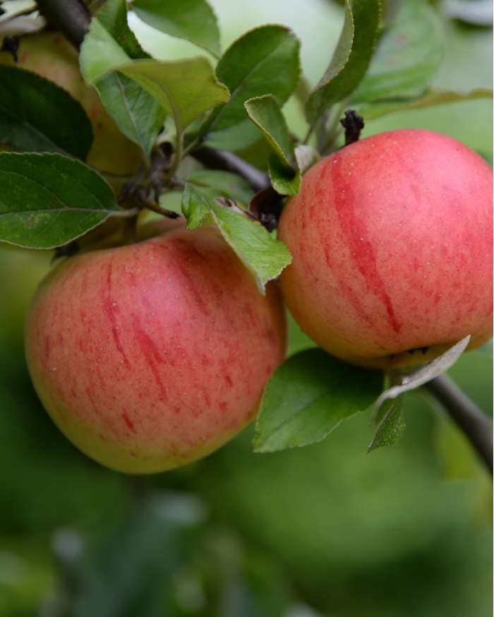 تفاح gloster najaarsapple