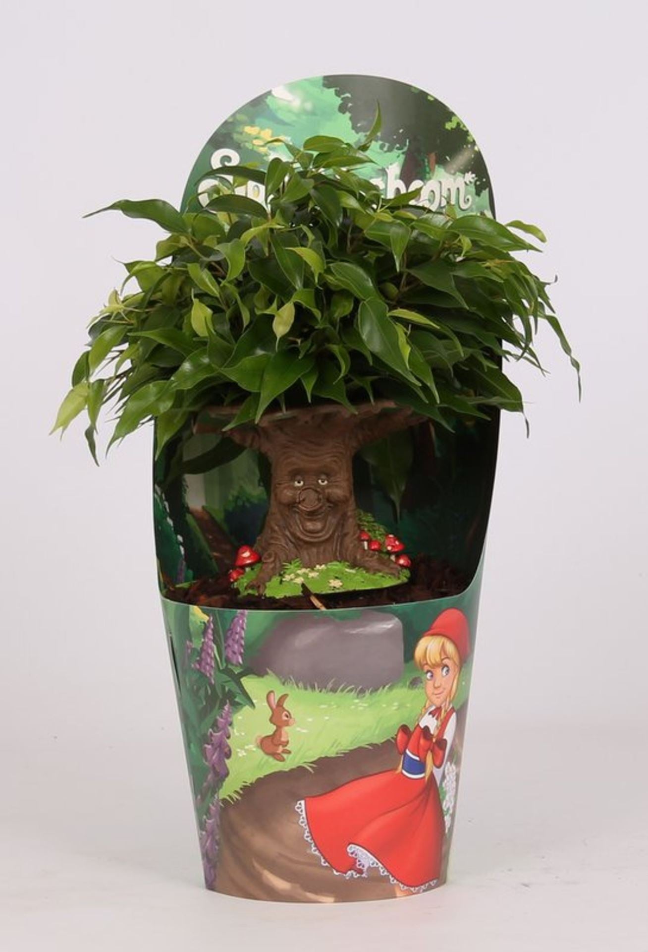 Ficus benj. green kinky 14cm