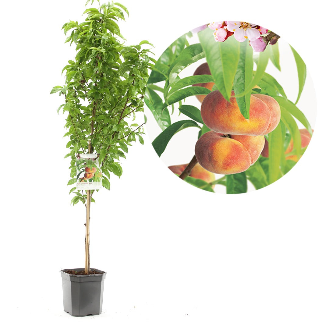 خوخ satrun كعب الغزال