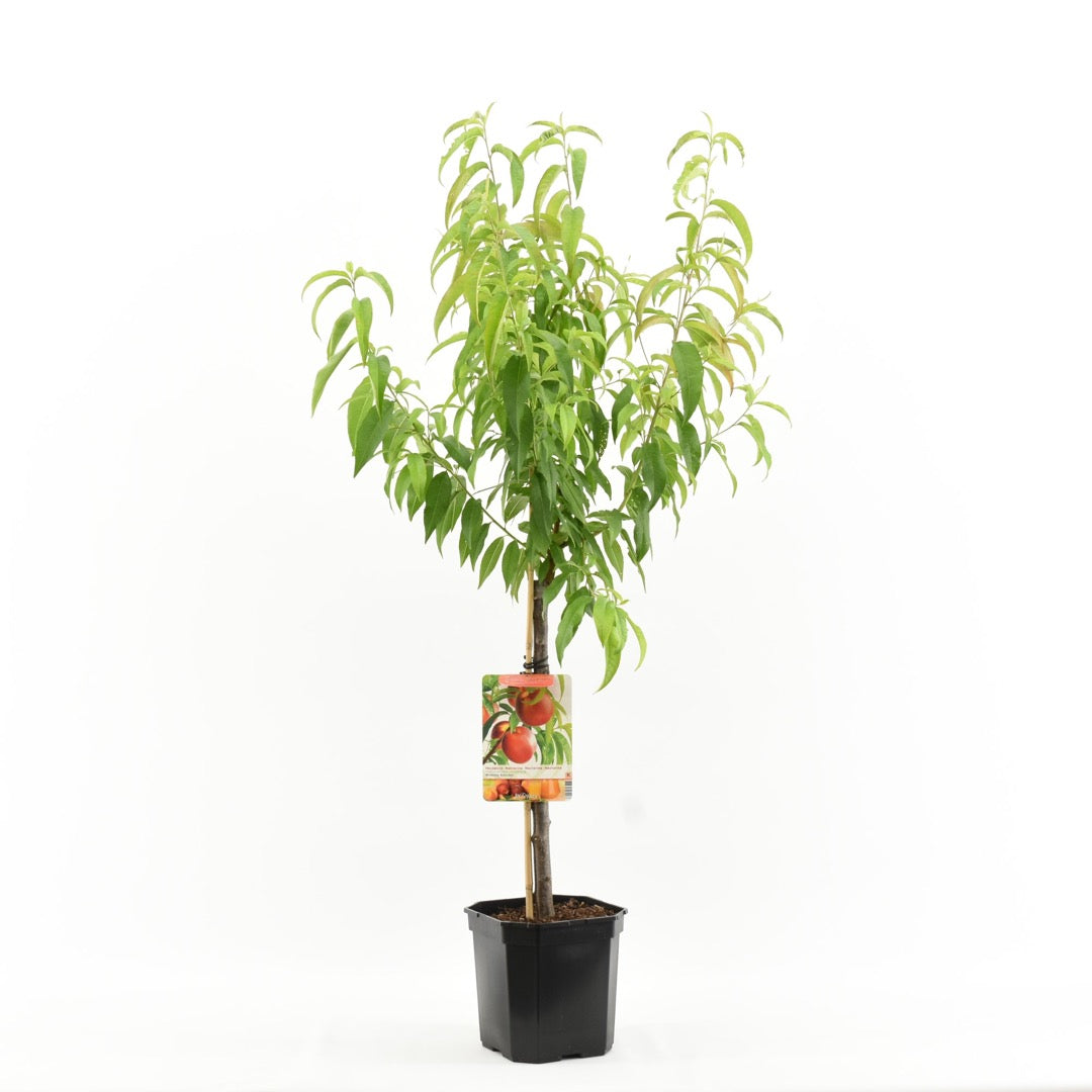 خوخ امريكي صغار