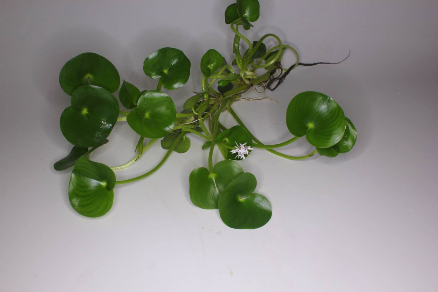 Aquariumplanten mixed حبة