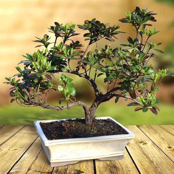 Rhododendron bonsai بونزاي ورد الازاليا