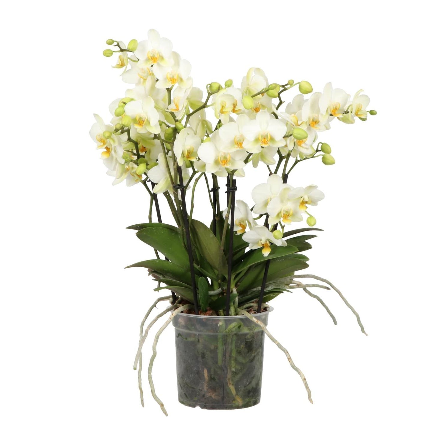 Phalaenopsis mf. white