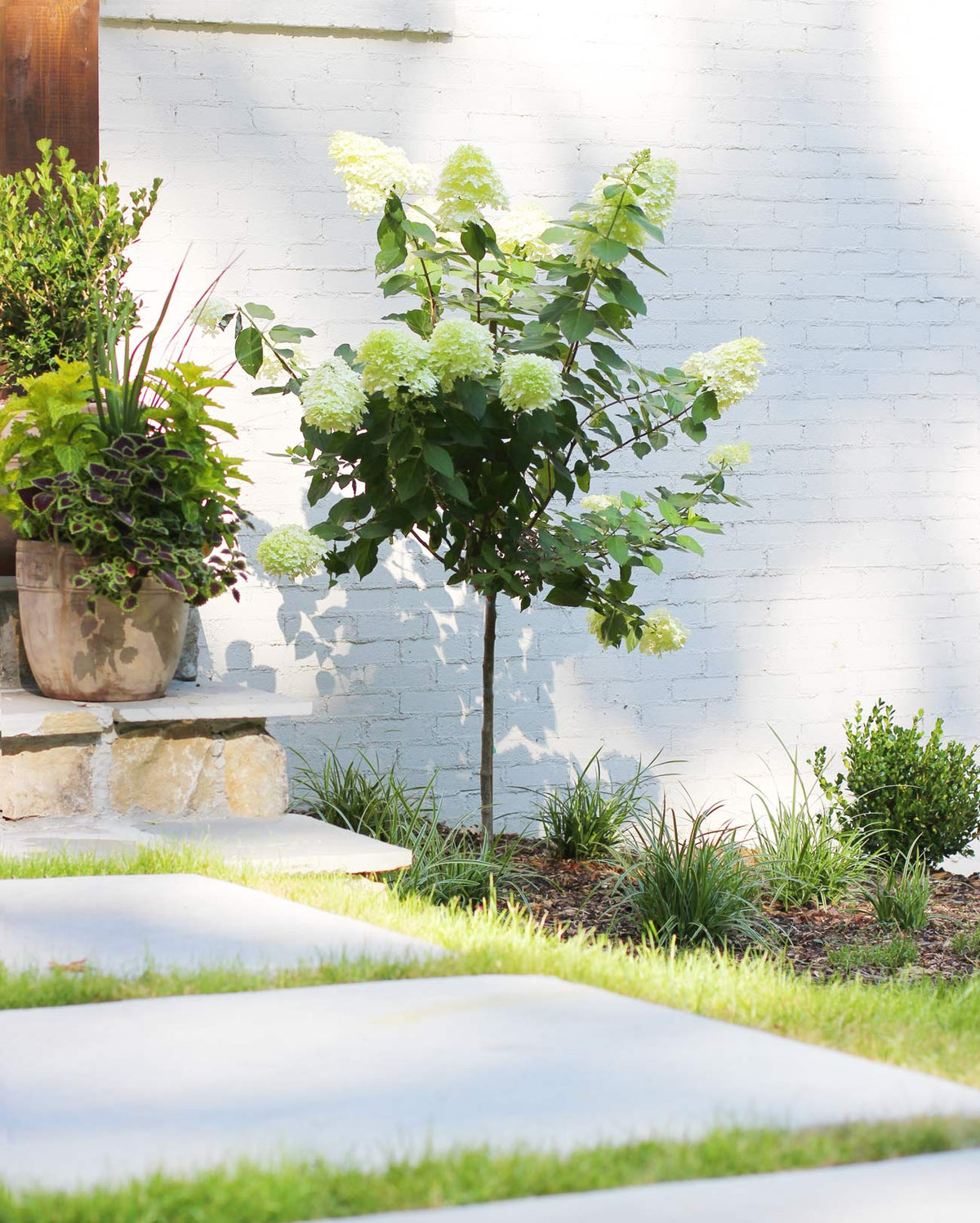 Hydrangea ma. هيدرنجا