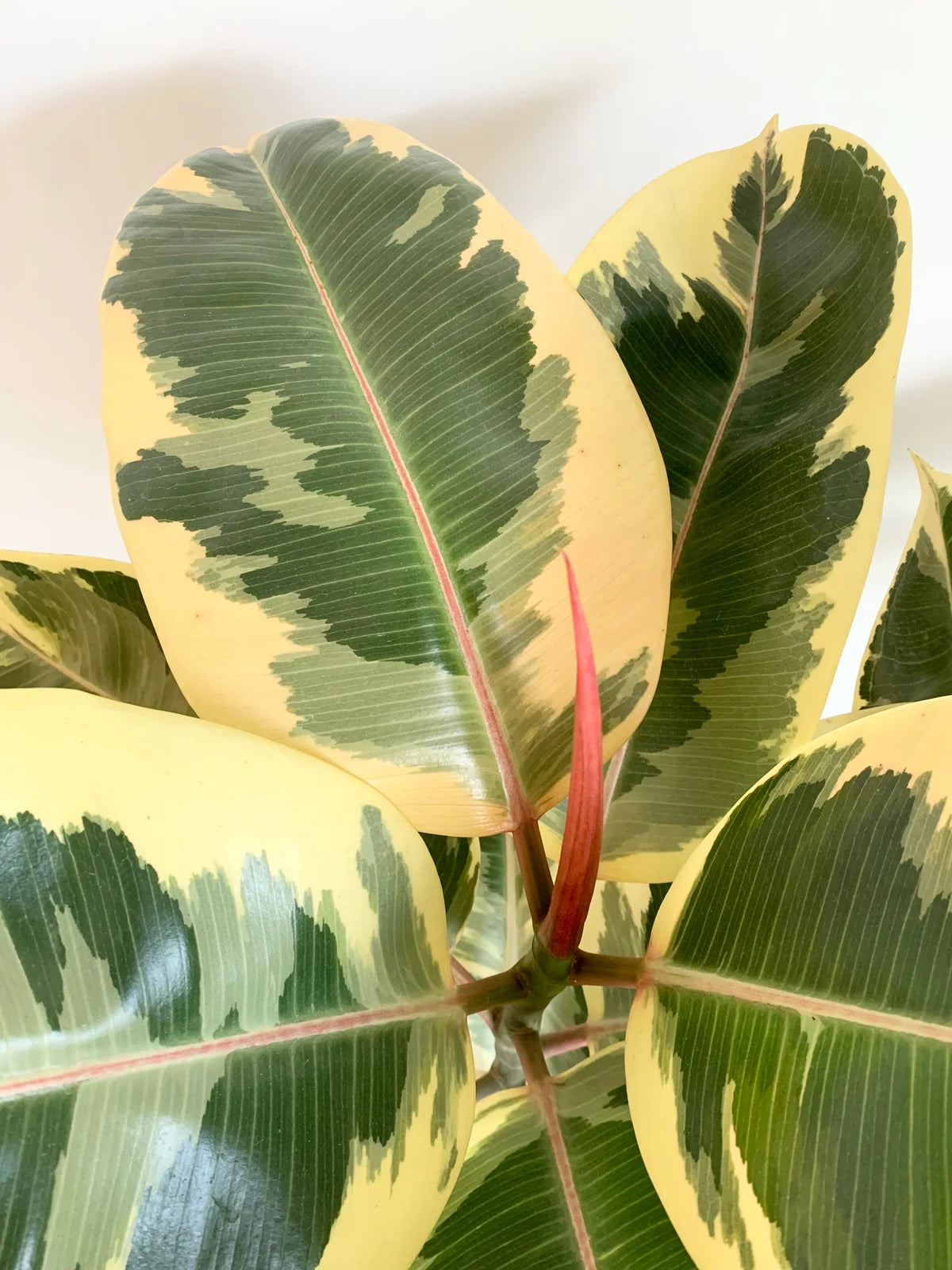 Ficus elastica tineke 27-100cm فيكوس إلاتيكا تاينك