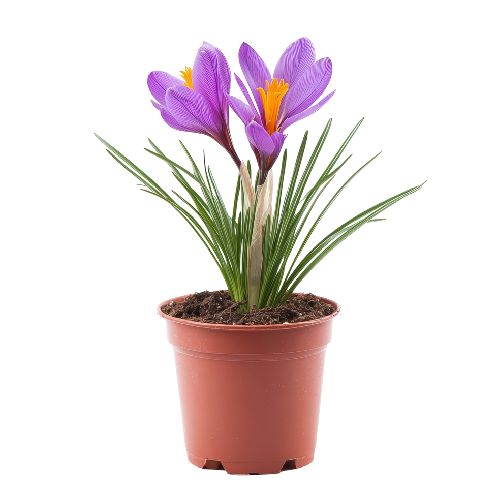 زعفران نبات