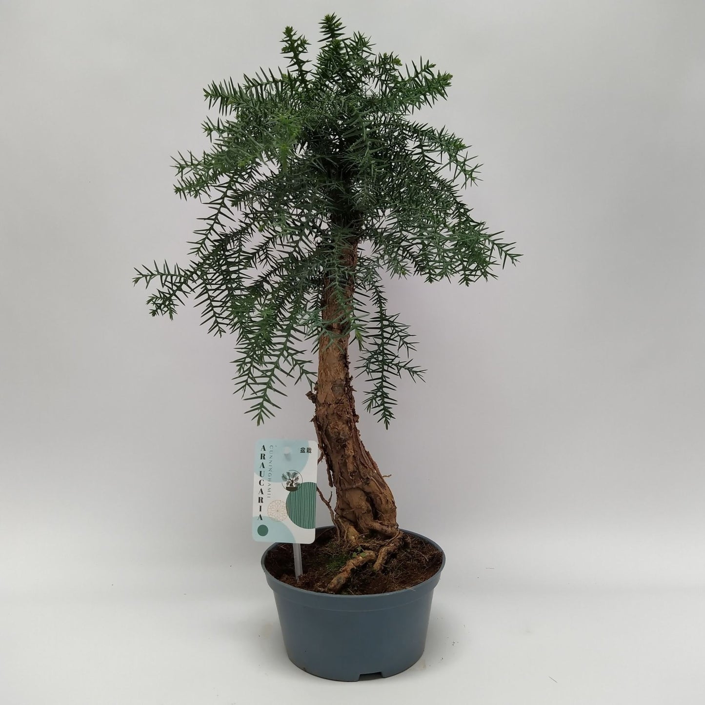 Araucaria