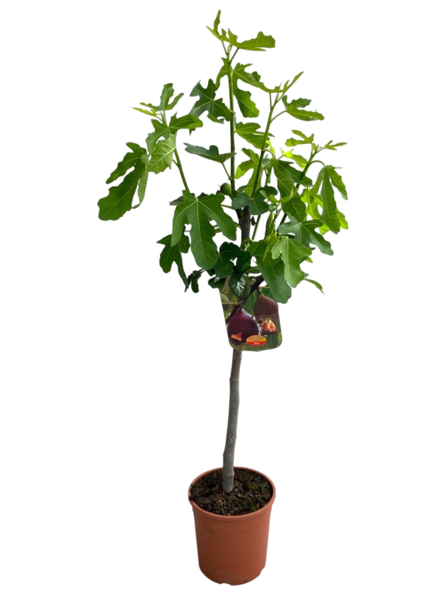 Ficus carica تين برتقالي اوربي