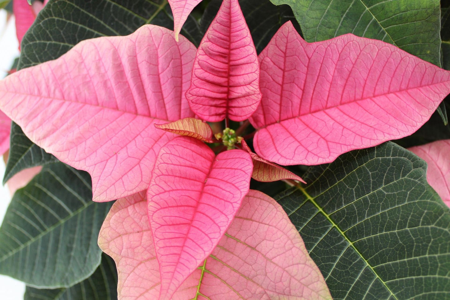 Euphorbia p. carnaval