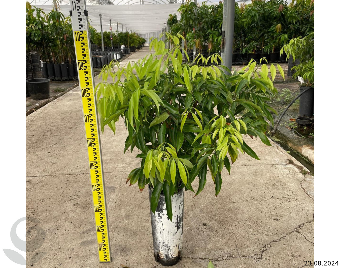 Kwai May pink ليتشي