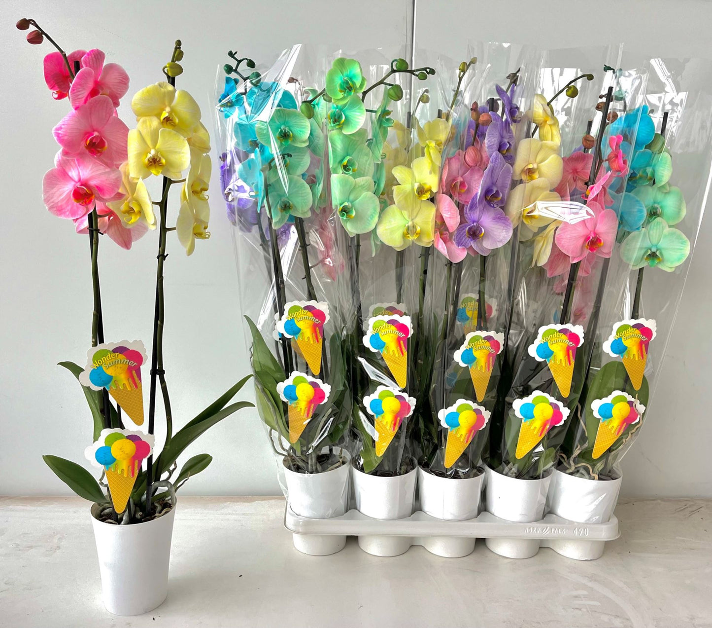 Phalaenopsis حبة وحدة من الموجود