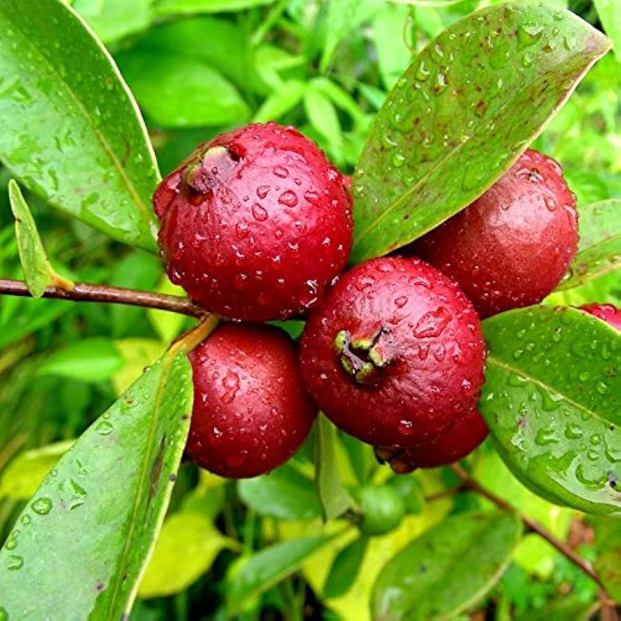 Cattleianum (Guaya Fresa) جوافة الفراولة