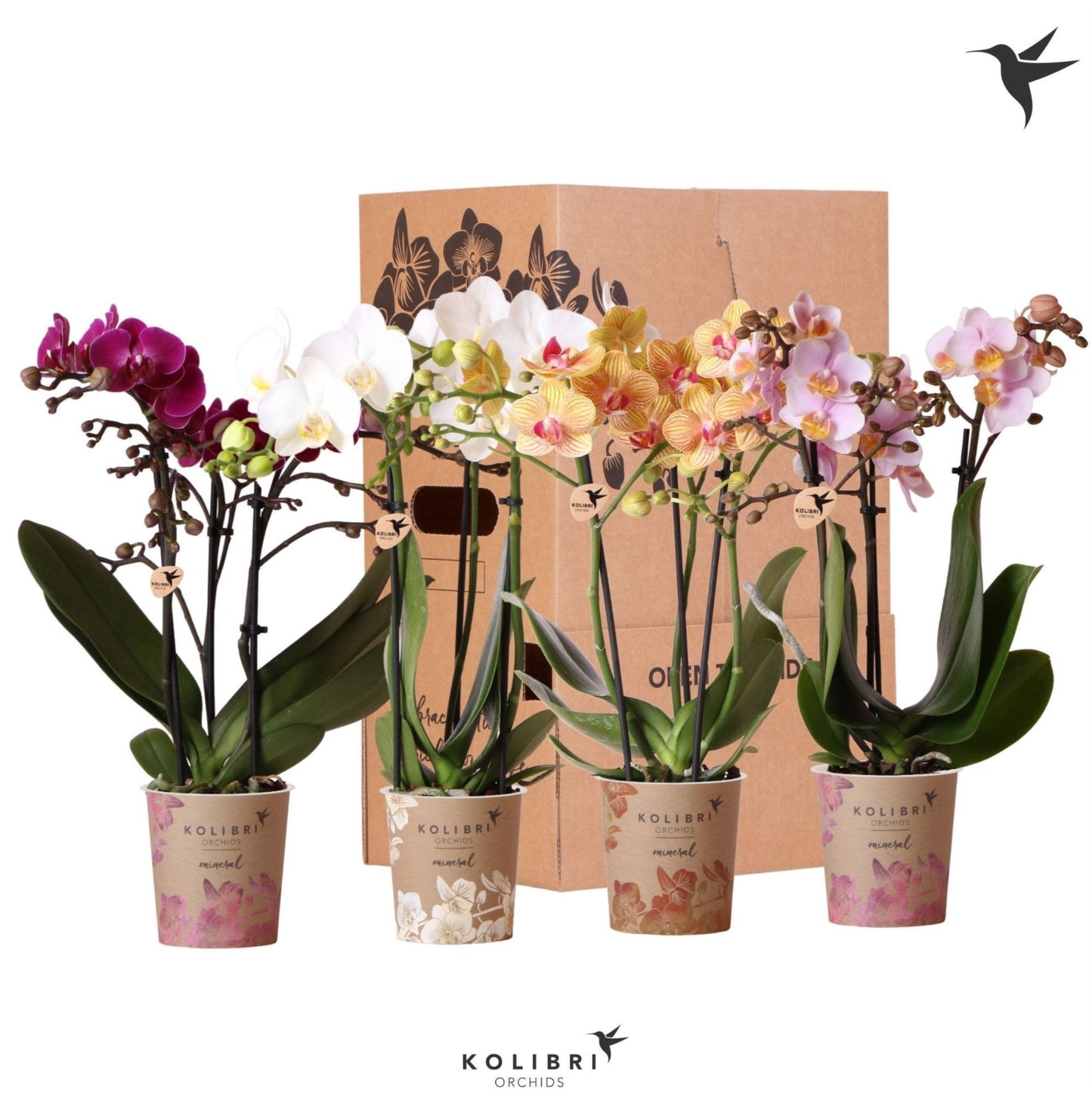 Kolibri Orchids Phalaenopsis – 3 Spike
