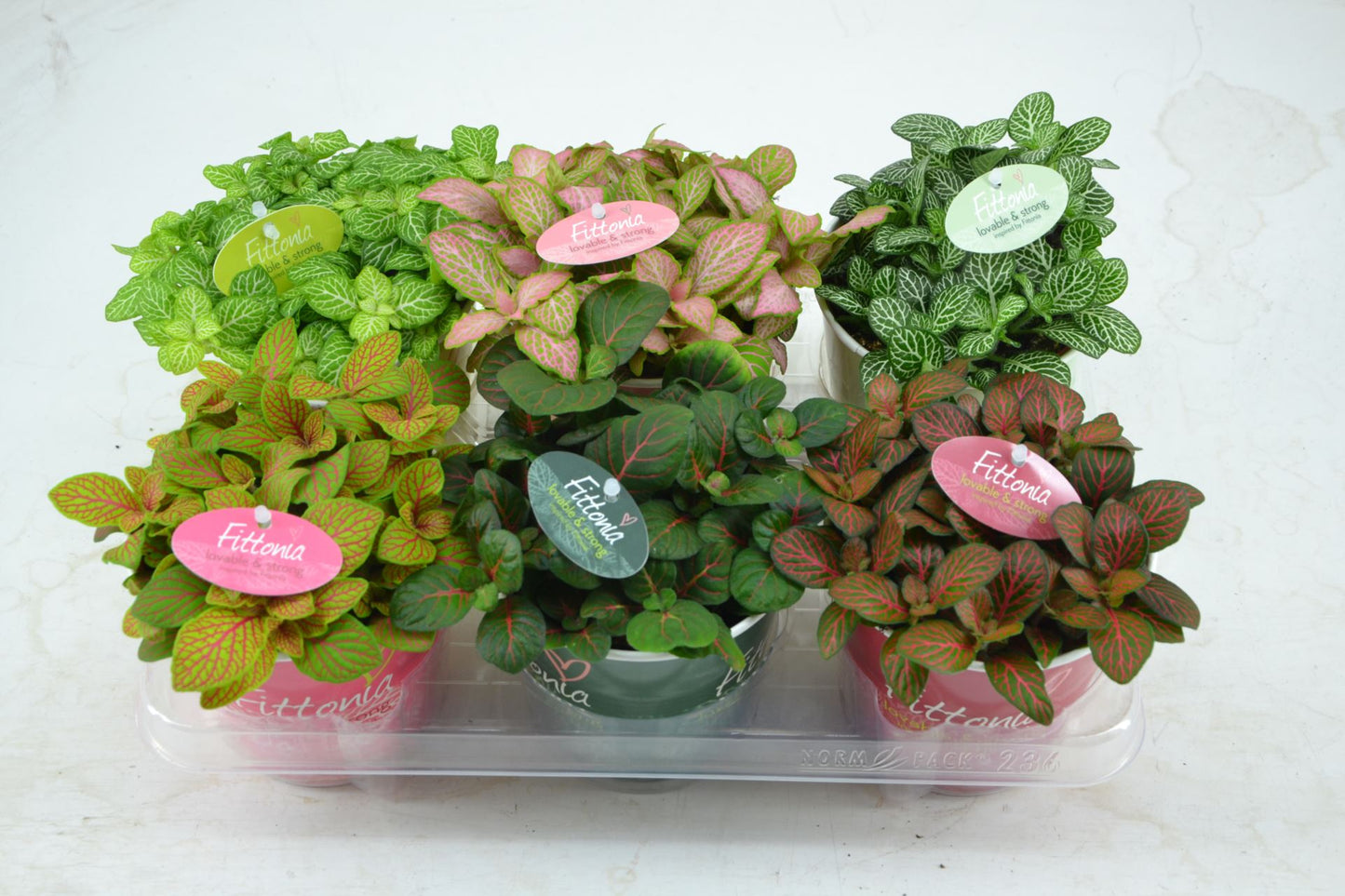 Fittonia فتونيا حبة
