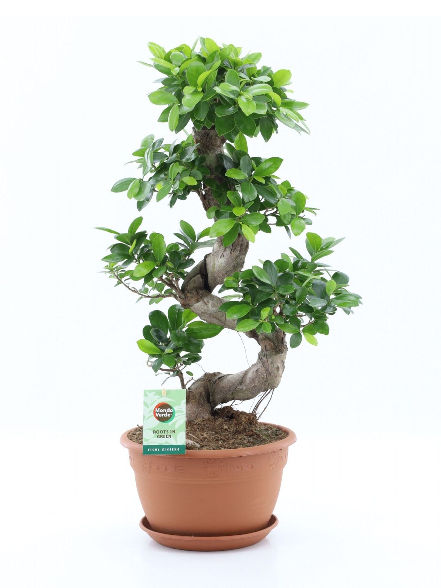 Ficus Ginseng S type