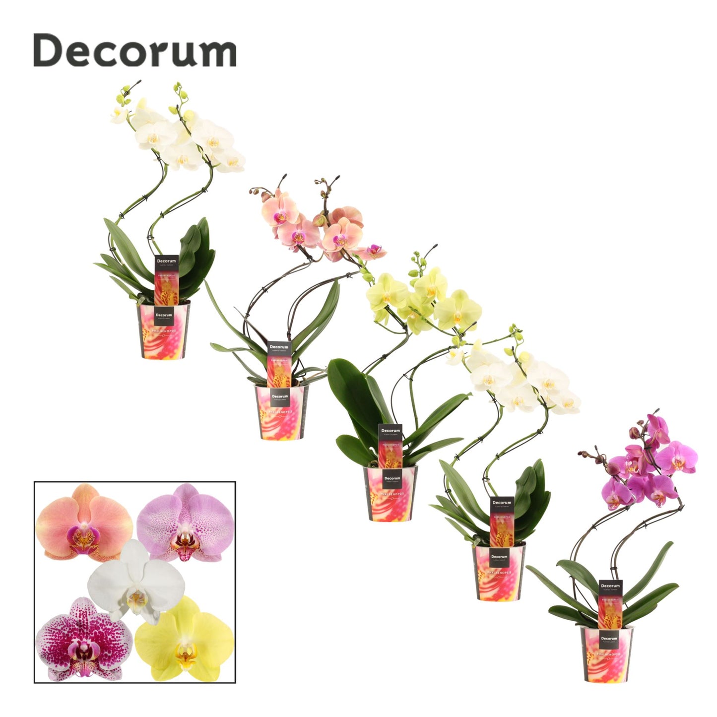 Phalaenopsis mixed