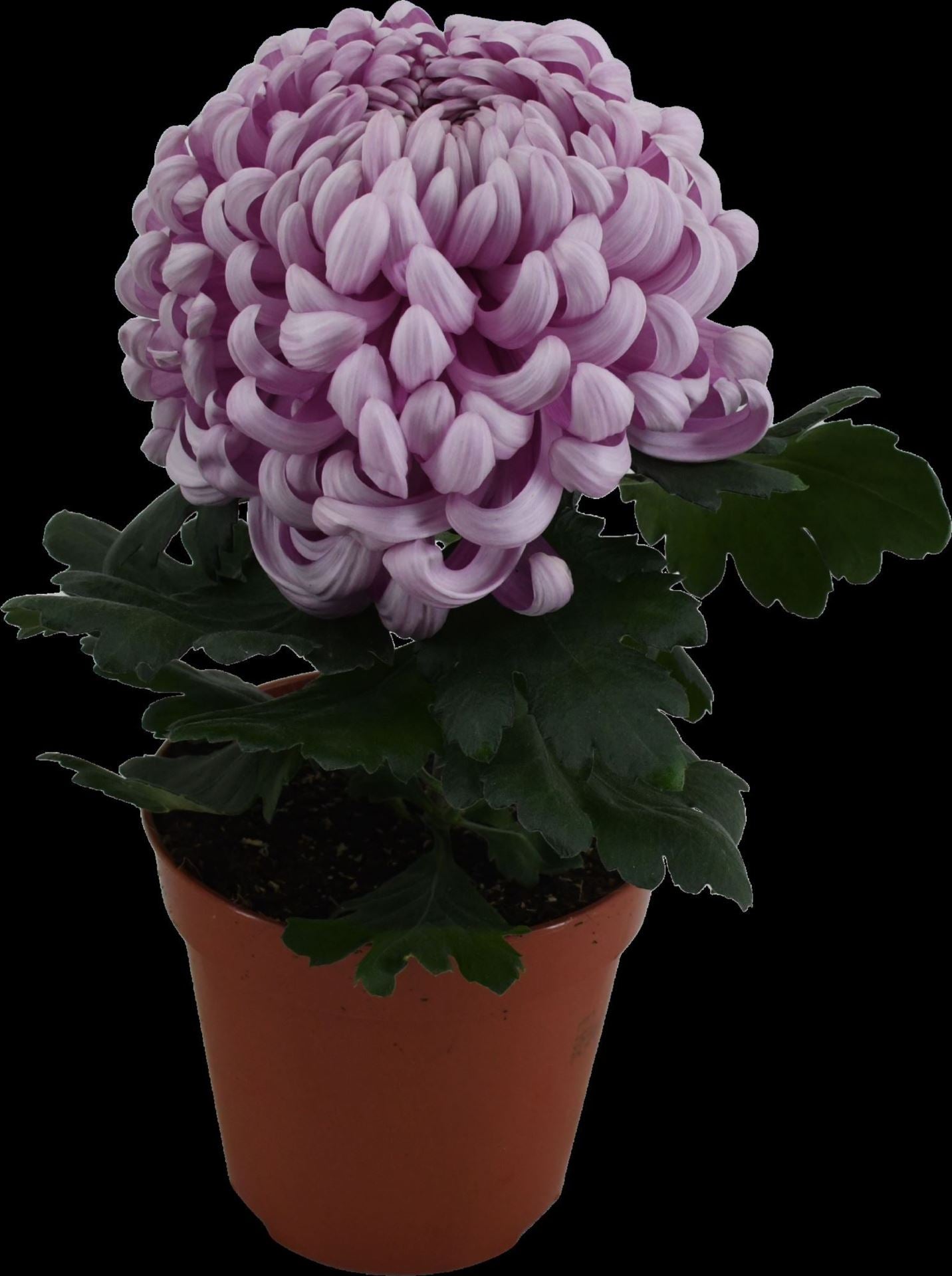 Chrysanthemum ind.