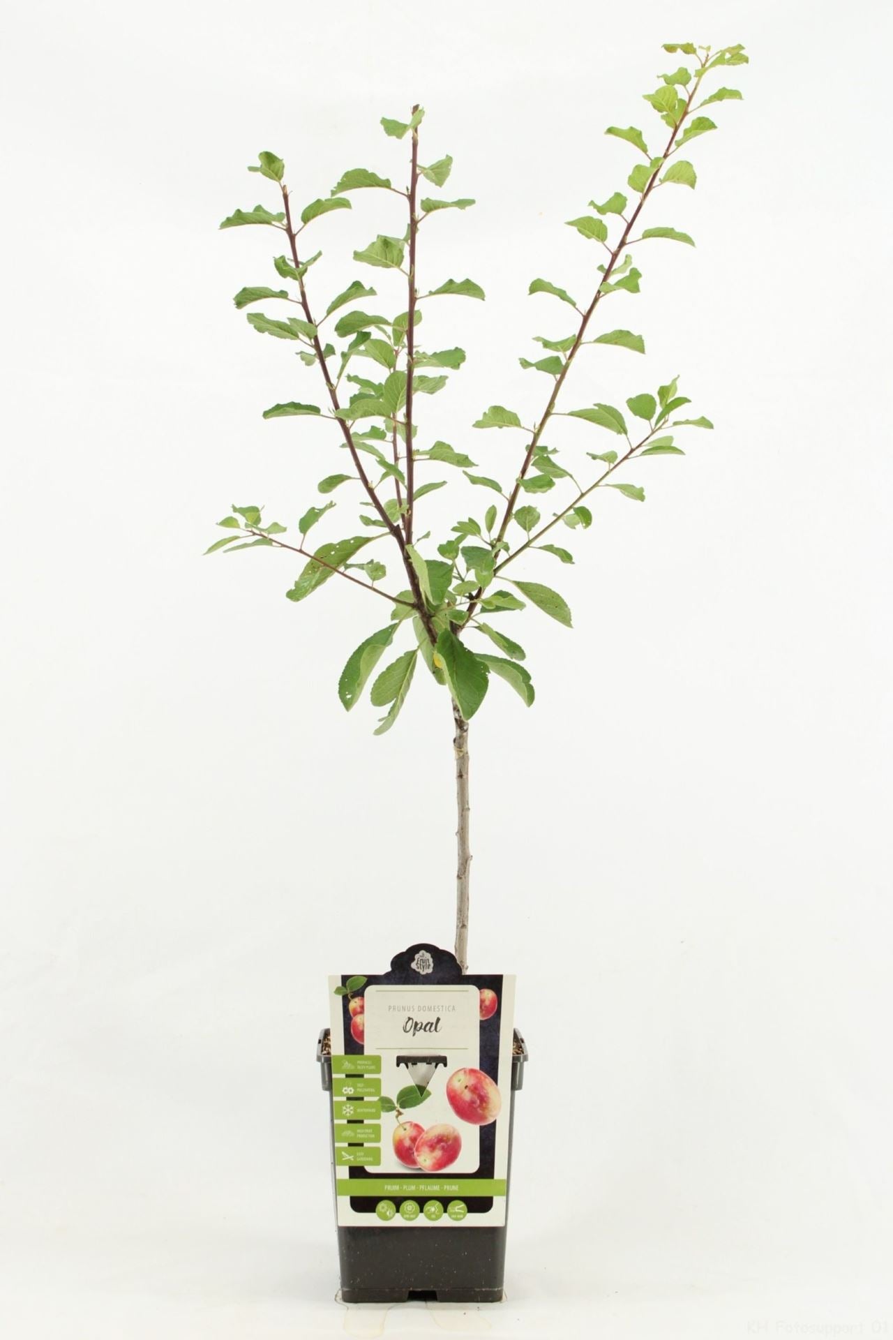 كوج احمر opal