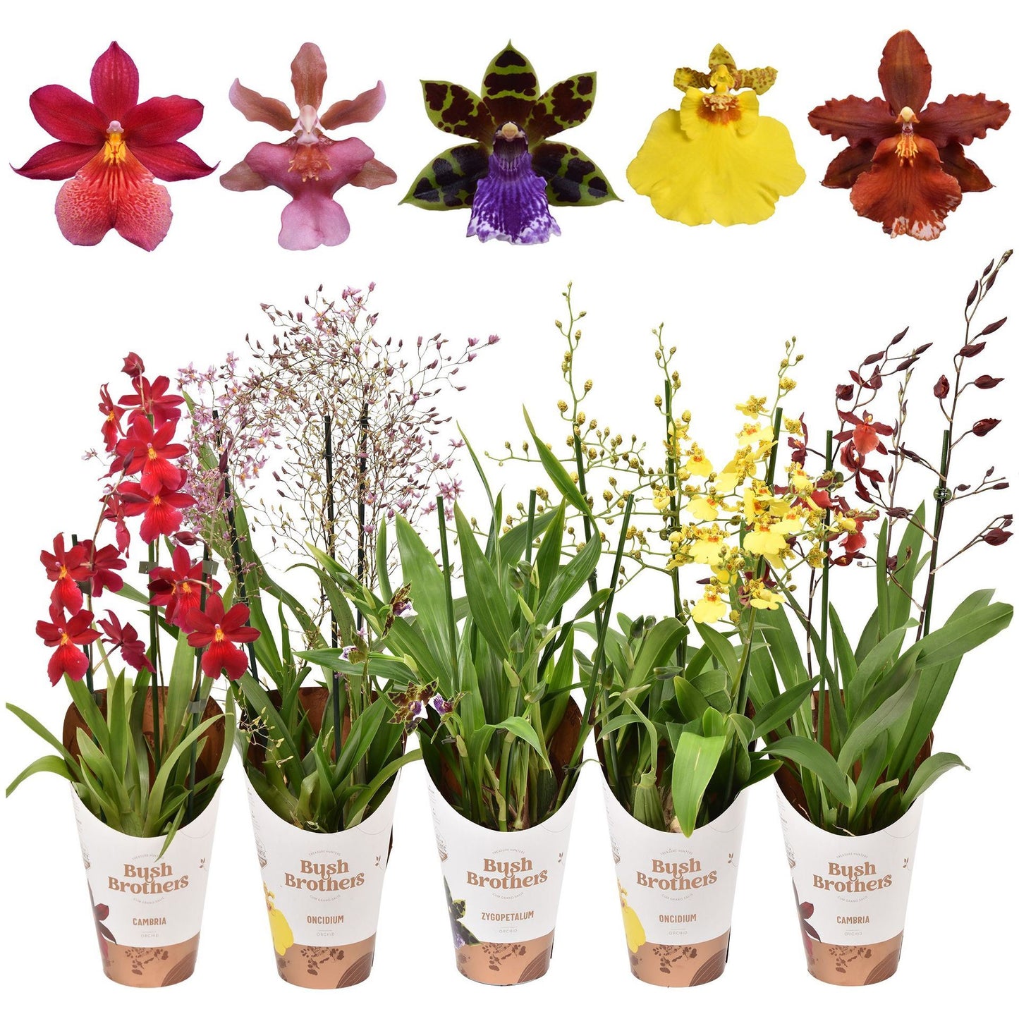 Orchidee
