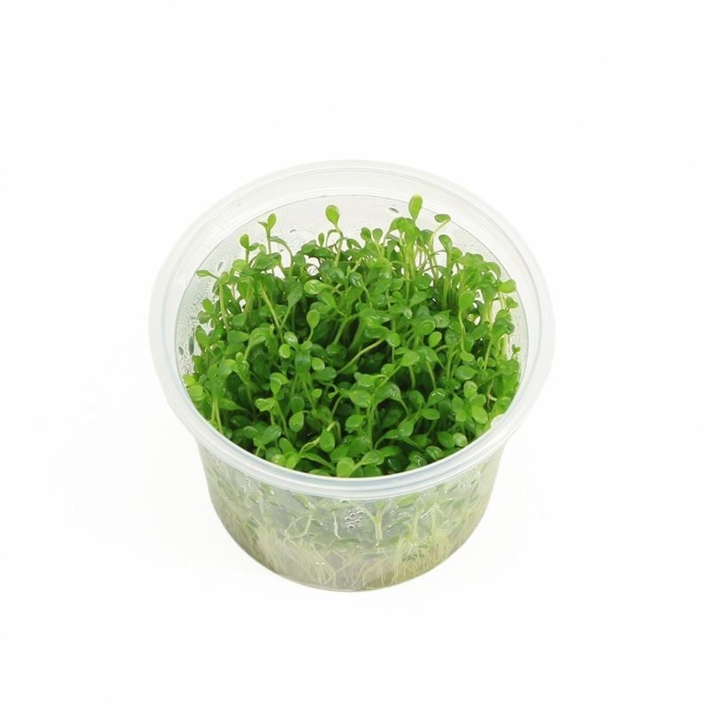 Glossostigma (cup )