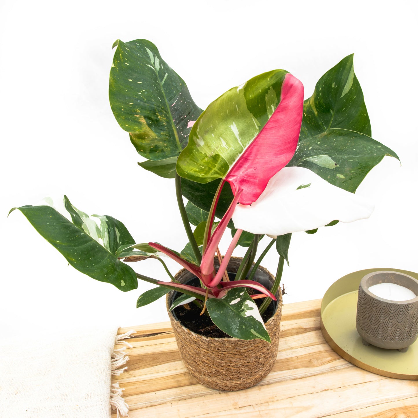 Philodendron tricolore