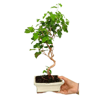 Bonsai بونزاي توت