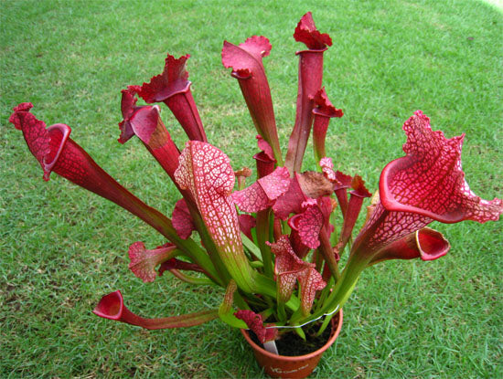 sarracenia juthatip soper