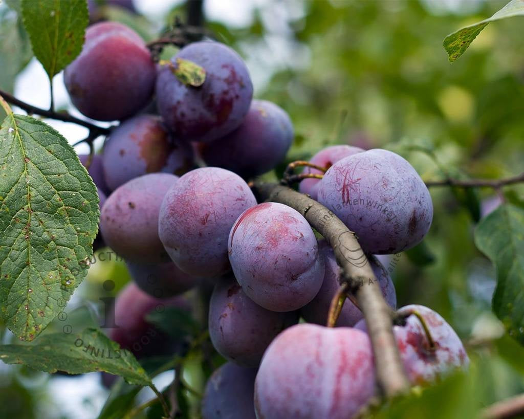 Prunus domestica كوج بنفسجي