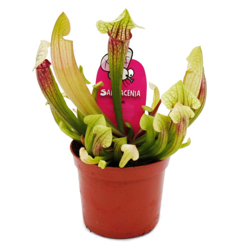 Sarracenia eva صائد حشرات الفواكة