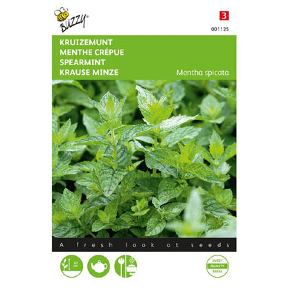 Buzzy® Mentha spicata viridis