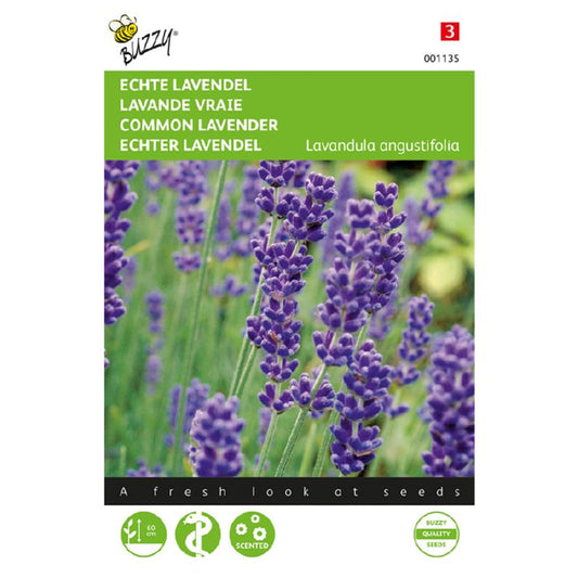 Buzzy® True Lavender -Lavandula angustifolia