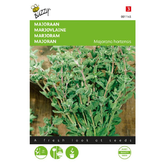 Buzzy® Sweet Marjoram (Majorana hortensis)