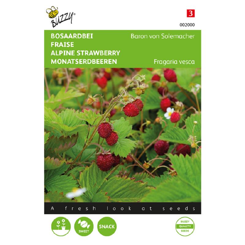 Buzzy® Alpine strawberry Baron von Solemacher