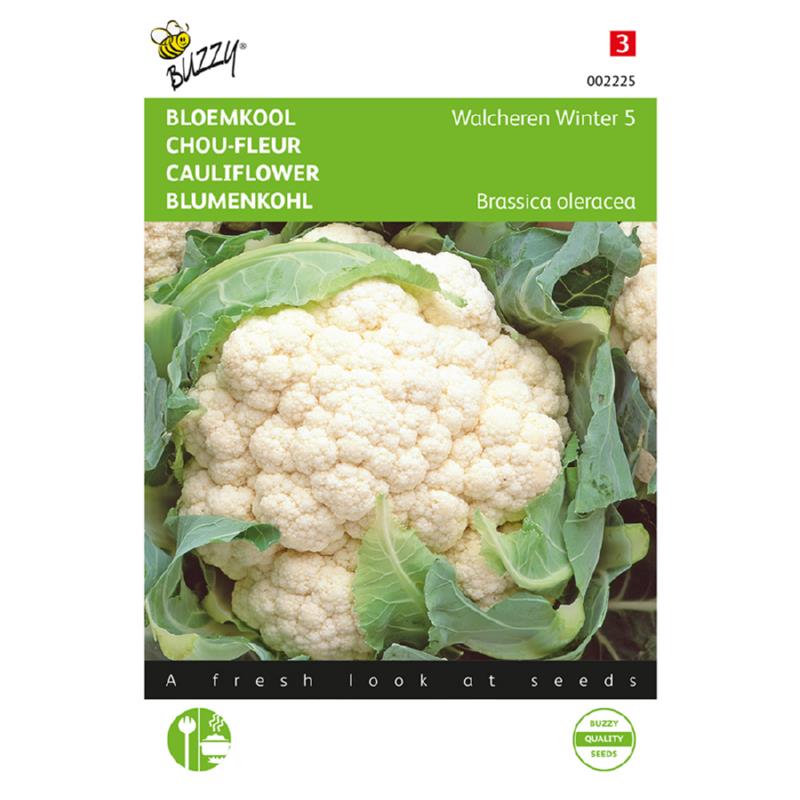 Buzzy® Cauliflower Walcheren Winter 5