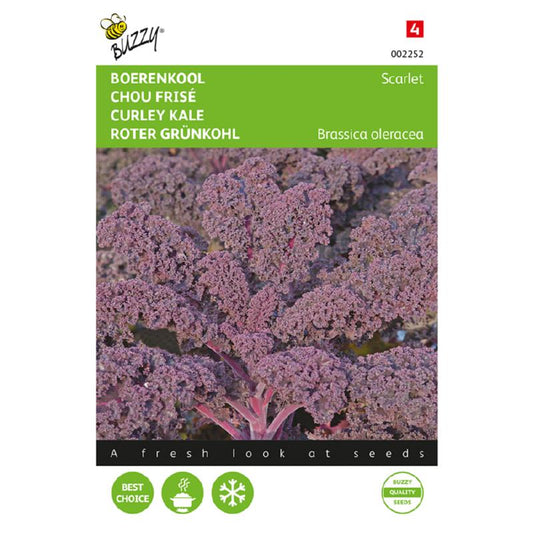 Buzzy® Borecole or Curly kale Scarlet (red)