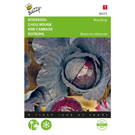 Buzzy® Red cabbage Roodkop, Red head