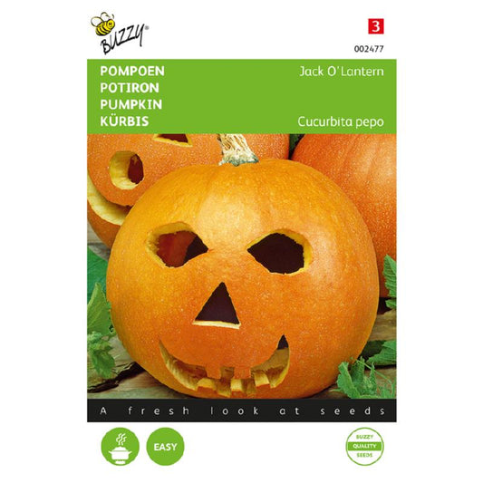 Buzzy® Pumpkin Jack 'O Lantern (Cucurb. Pepo)