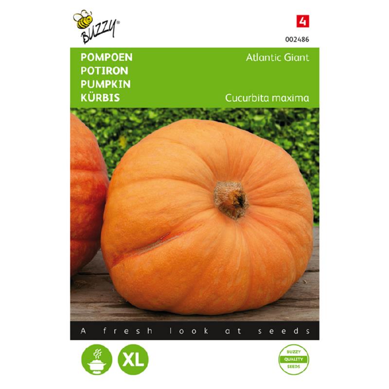 Buzzy® Pumpkin Atlantic Giant