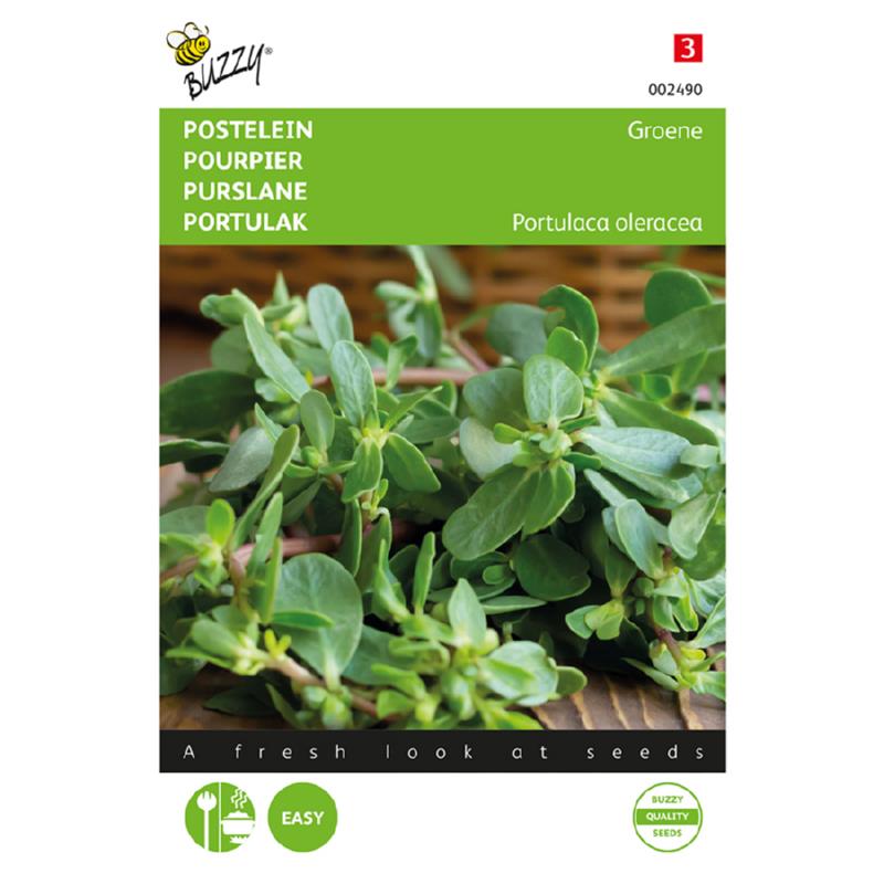 Buzzy® Purslane Green