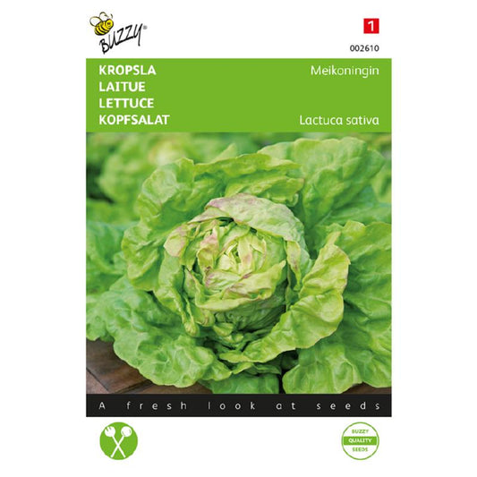 Buzzy® Lettuce (Butterhead) Maiking