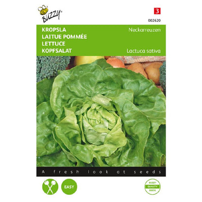 Buzzy® Lettuce Neckarriesen, Summerdiamond