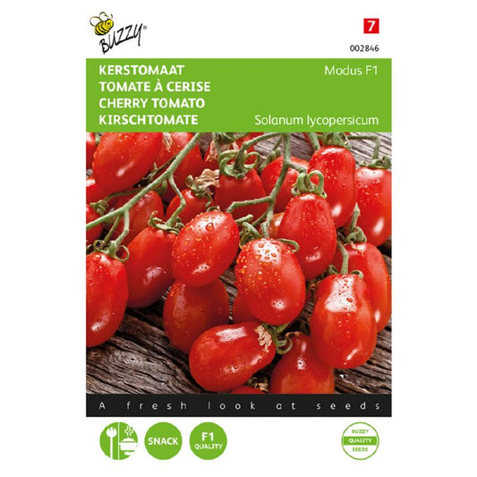 Buzzy® Tomato Modus F1