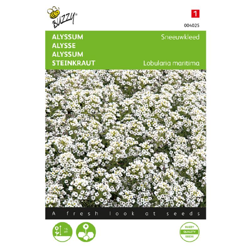 Buzzy® Alyssum Snowcloth