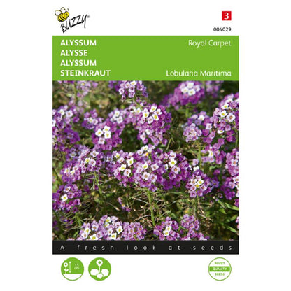 Buzzy® Sweet Alyssum Royal Carpet