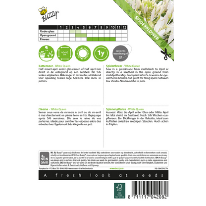 Buzzy® Spiderflower White Queen